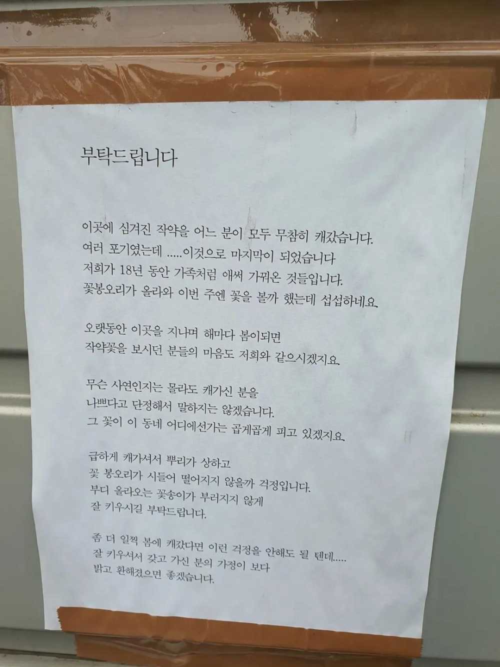 18년간 키운 작약을 도둑맞은 주인이 남긴 글