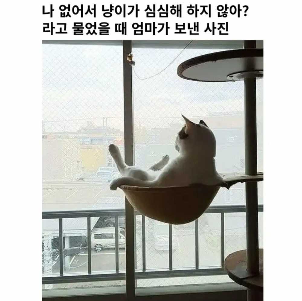 나 없어서 냥이가 심심해 하지 않아?