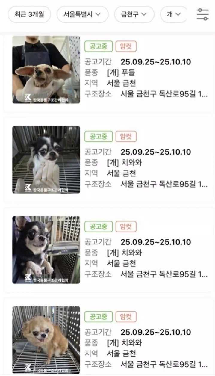 치와와 대량유기 발생한 서울 금천구